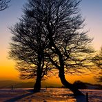 Sonnenuntergang bei den Wetterbuchen