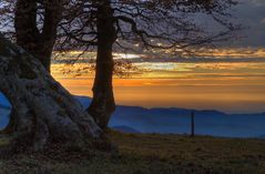 Sonnenuntergang bei den Windbuchen