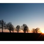 Sonnenuntergang bei den Windbuchen