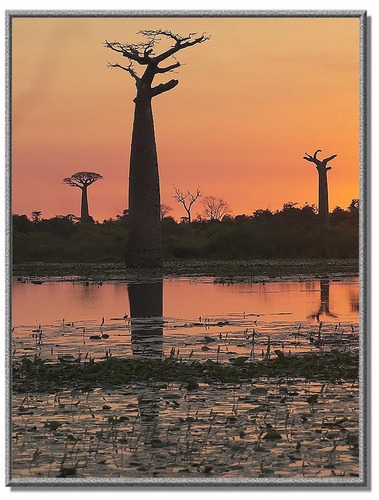 Sonnenuntergang bei der Baobab - Allee
