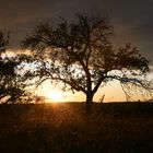 Sonnenuntergang bei Gomaringen