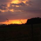 Sonnenuntergang bei Hattenrod Reiskirchen