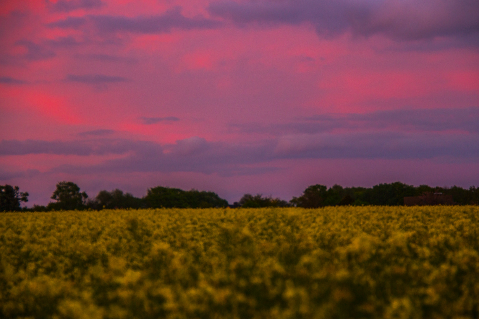 Sonnenuntergang beim Rapsfeld