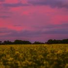 Sonnenuntergang beim Rapsfeld