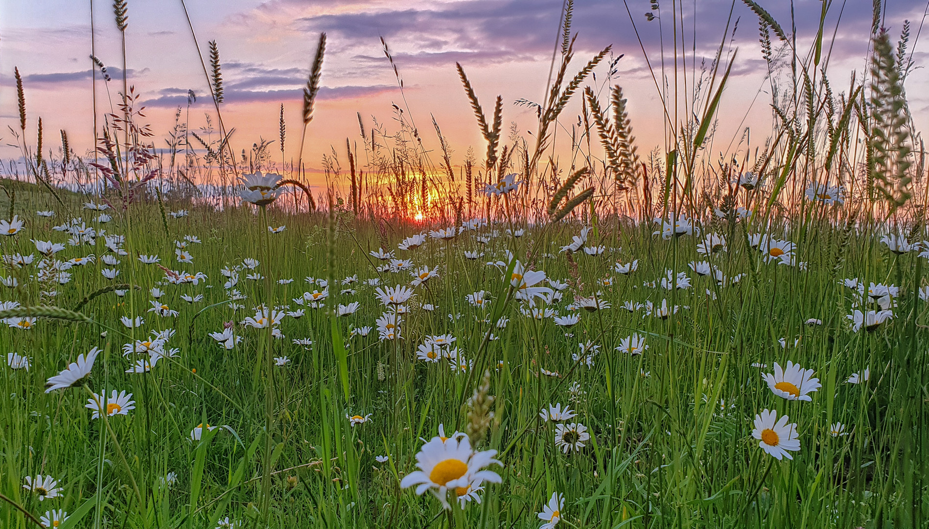 Sonnenuntergang Blumenwiese