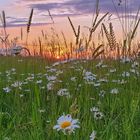 Sonnenuntergang Blumenwiese