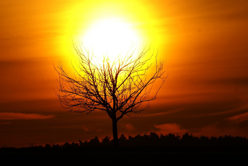 Sonnenuntergang - brennender Baum