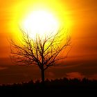 Sonnenuntergang - brennender Baum