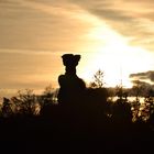 Sonnenuntergang Burgruine Drachenfels