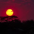 Sonnenuntergang, Chobe NP, Botswana