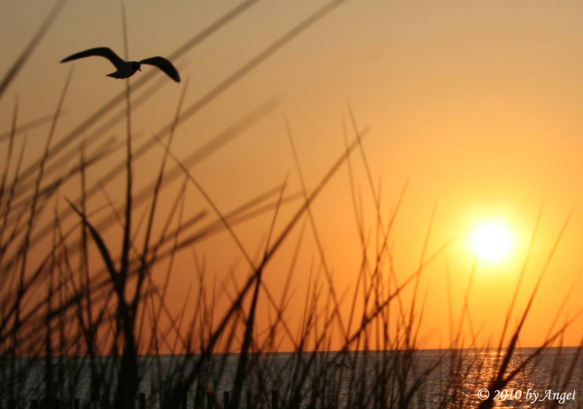 Sonnenuntergang... die Möwe wollte mit auf´s Bild!