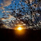 Sonnenuntergang, die Sonne schickt die Strahlen durchs Gehölz