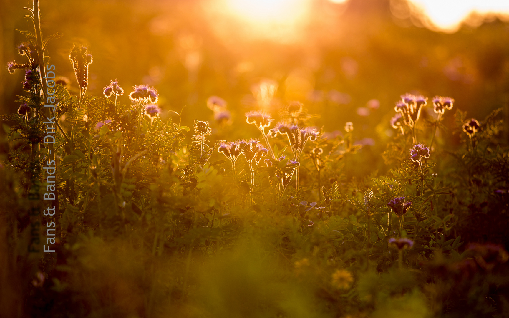 Sonnenuntergang Dithmarschen