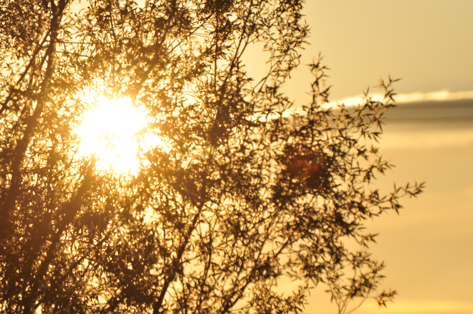 Sonnenuntergang durch den Baum