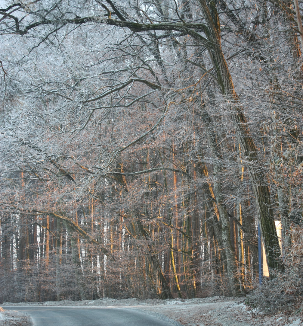 Sonnenuntergang durch den Wald