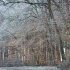 Sonnenuntergang durch den Wald