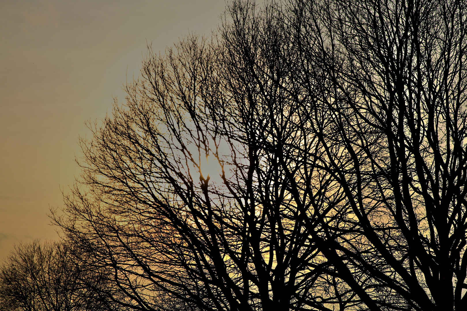 Sonnenuntergang durch die Bäume
