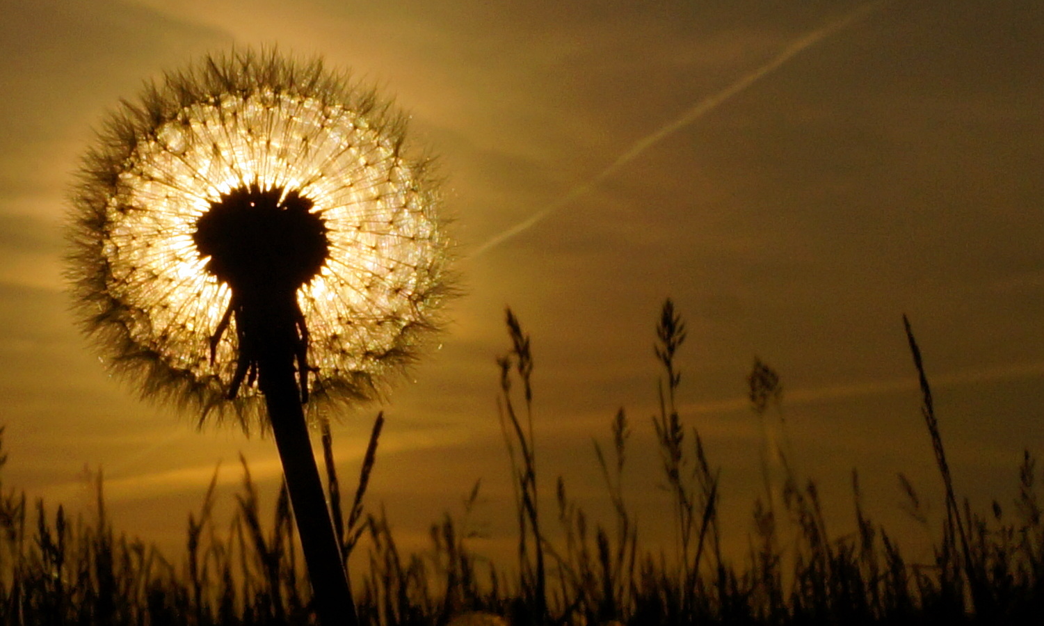 Sonnenuntergang "durch die Blume"