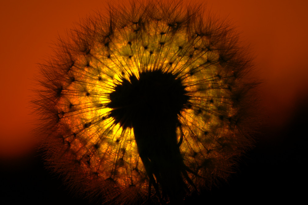 Sonnenuntergang, durch die Blume betrachtet