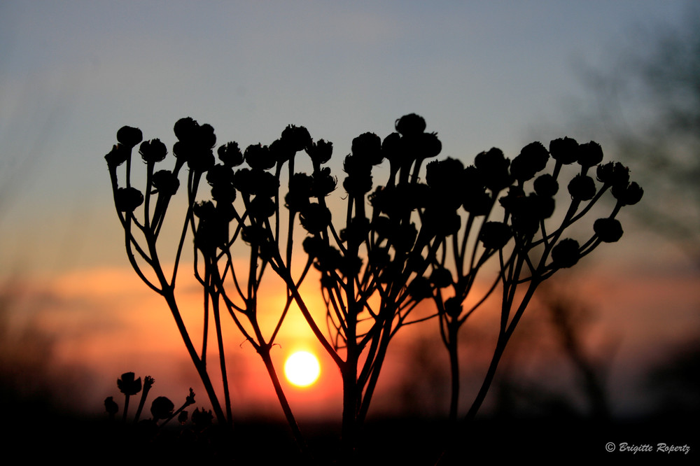 Sonnenuntergang durch die Blume gesehen