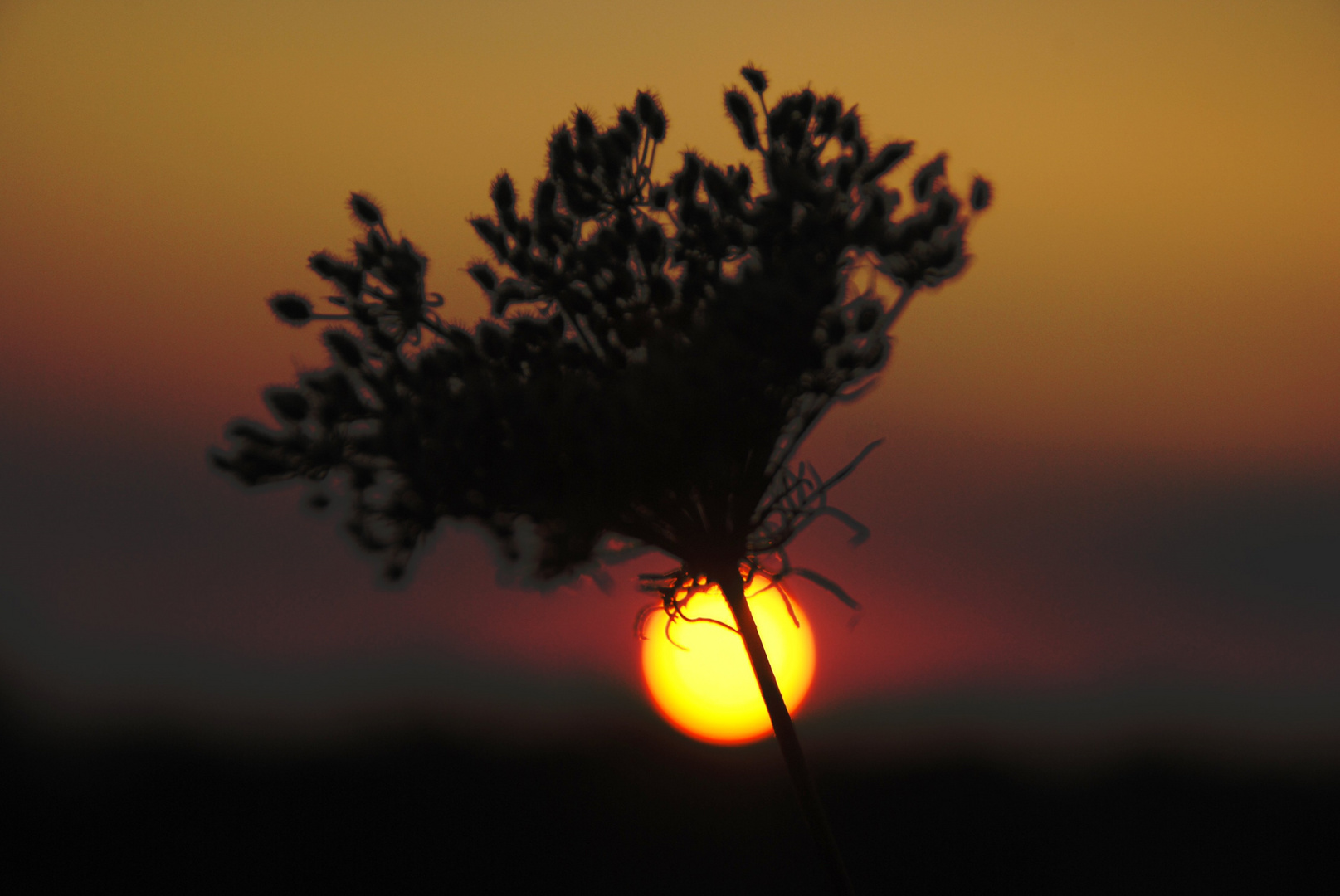 Sonnenuntergang - durch die Blume gesehen