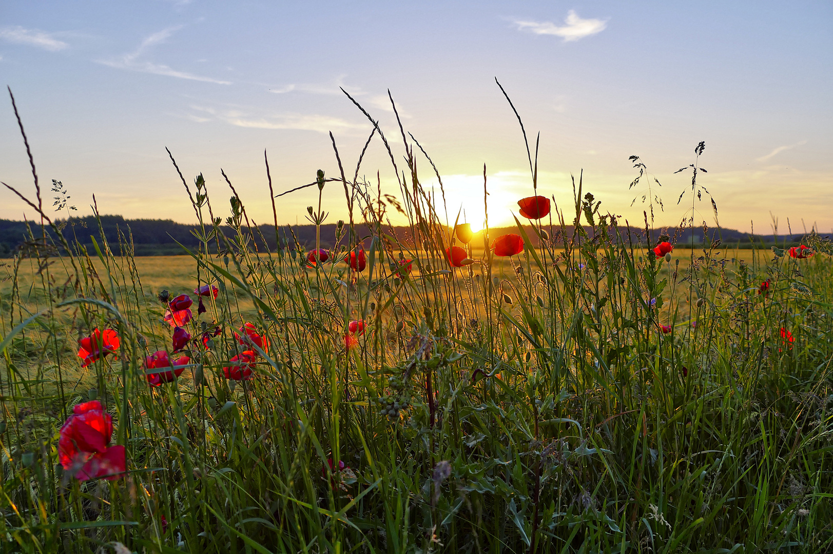 Sonnenuntergang - durch die 'Blume' gesehen.