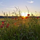 Sonnenuntergang - durch die 'Blume' gesehen.