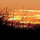 Sonnenuntergang durch die Dünen