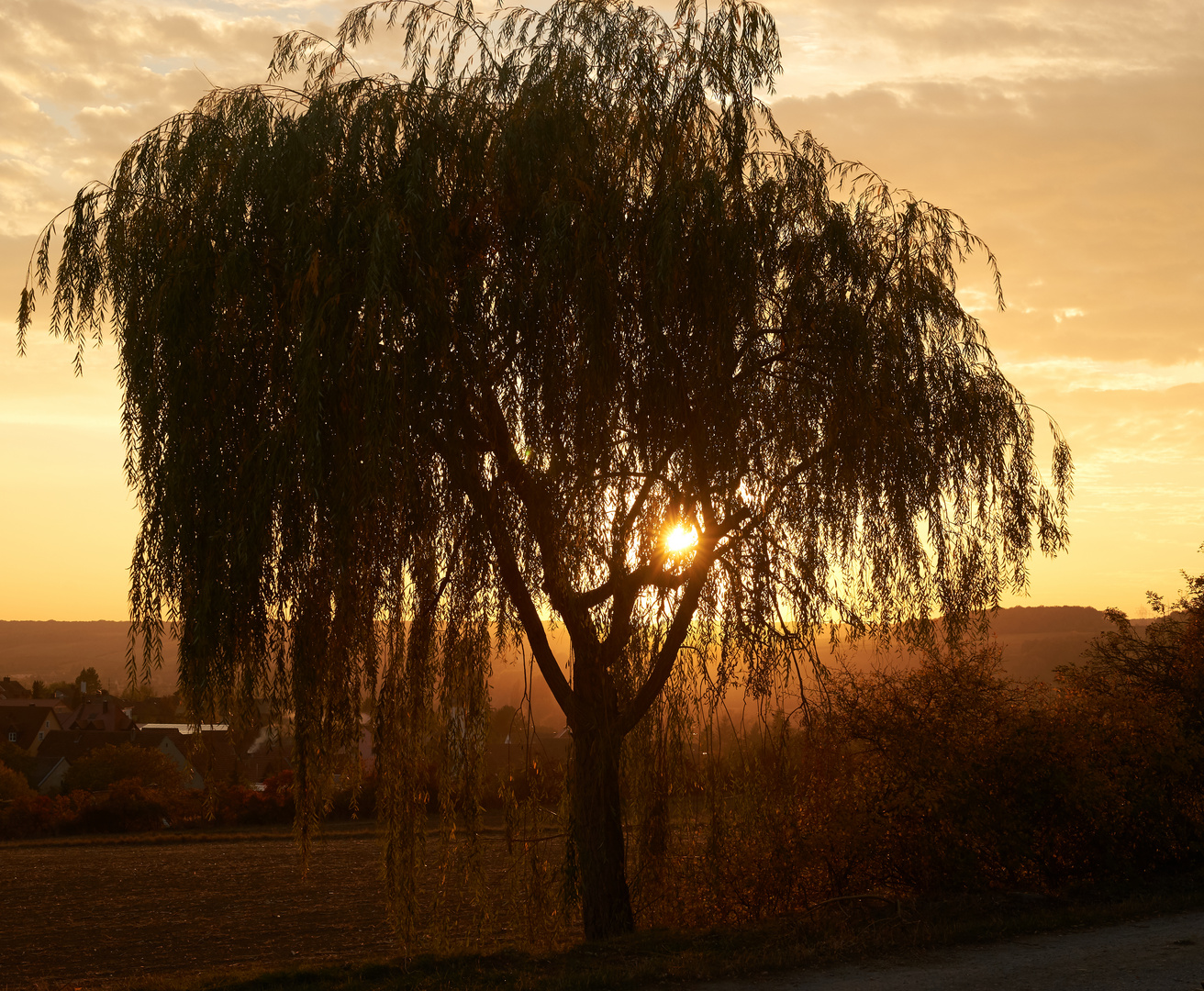 Sonnenuntergang durch die Trauerweide