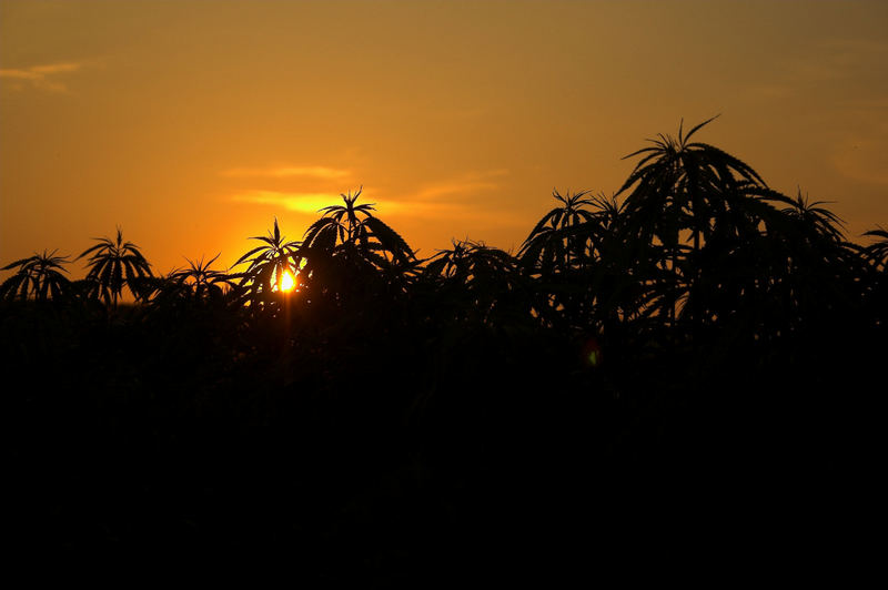 Sonnenuntergang durch ein Hanffeld