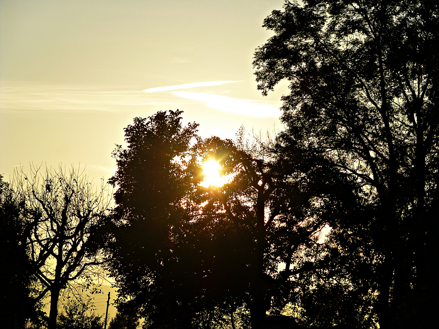 Sonnenuntergang durch einen Baum