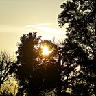 Sonnenuntergang durch einen Baum