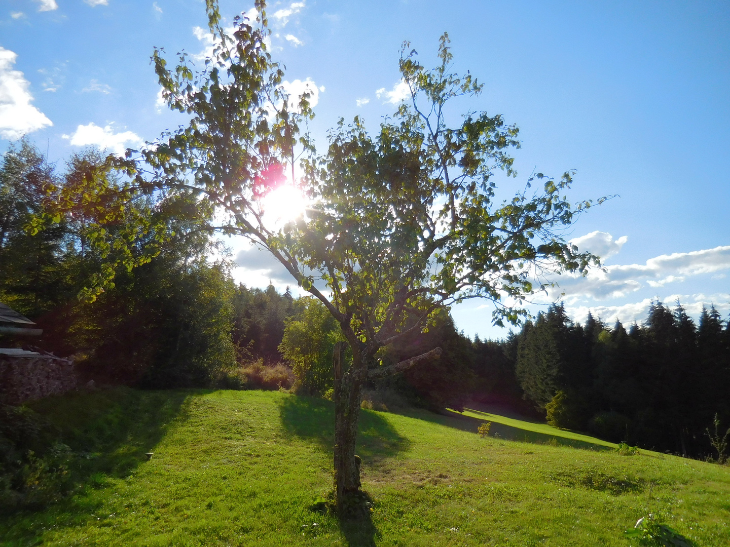 Sonnenuntergang durch einen Baum im Garten betrachtet.