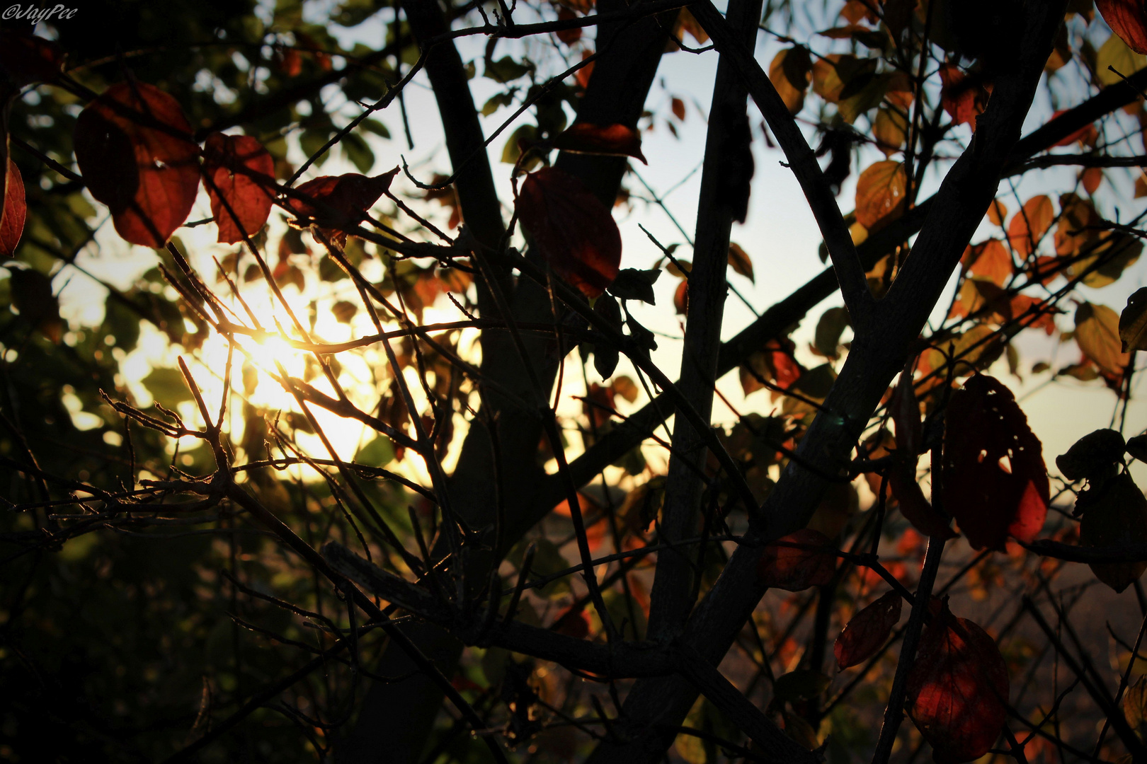 Sonnenuntergang durch leuchtendes Blattwerk