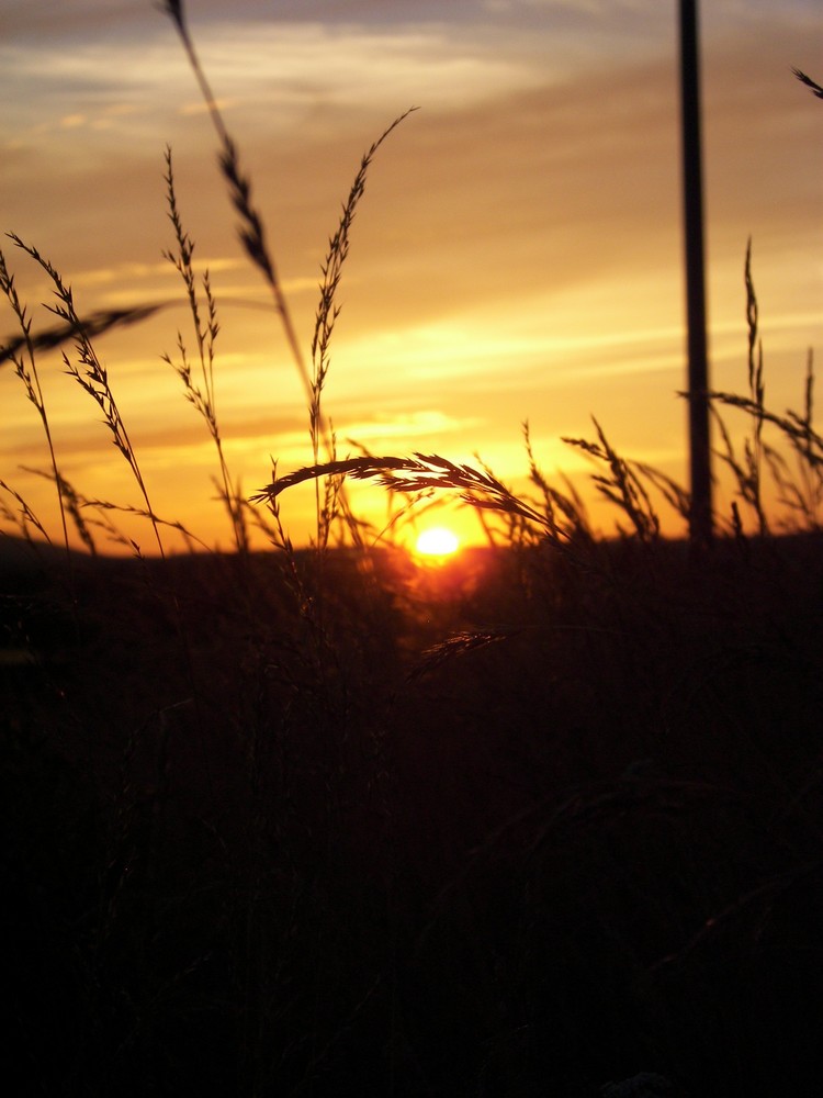 Sonnenuntergang durch Sträucher