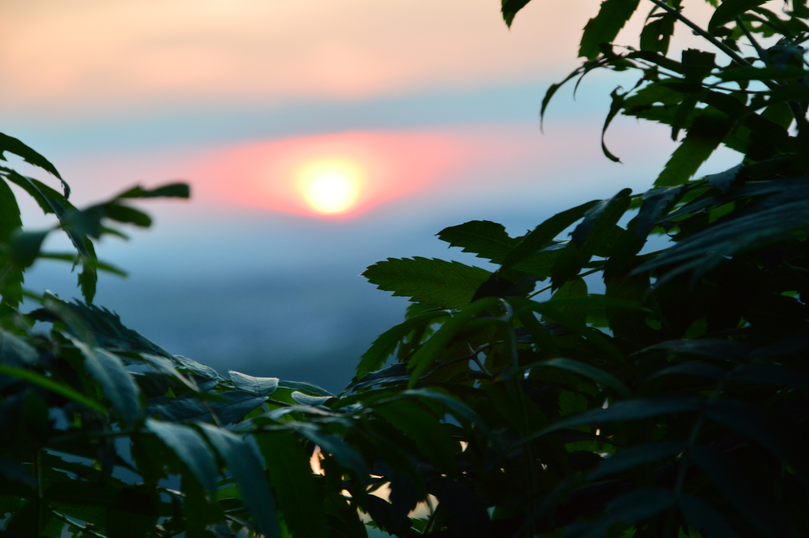 Sonnenuntergang durchs Blätterdach