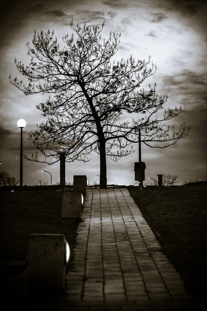 Sonnenuntergang - ein einsamer Baum wächst in den Himmel