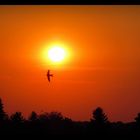 Sonnenuntergang - "Ein heißer Tag geht zu Ende"