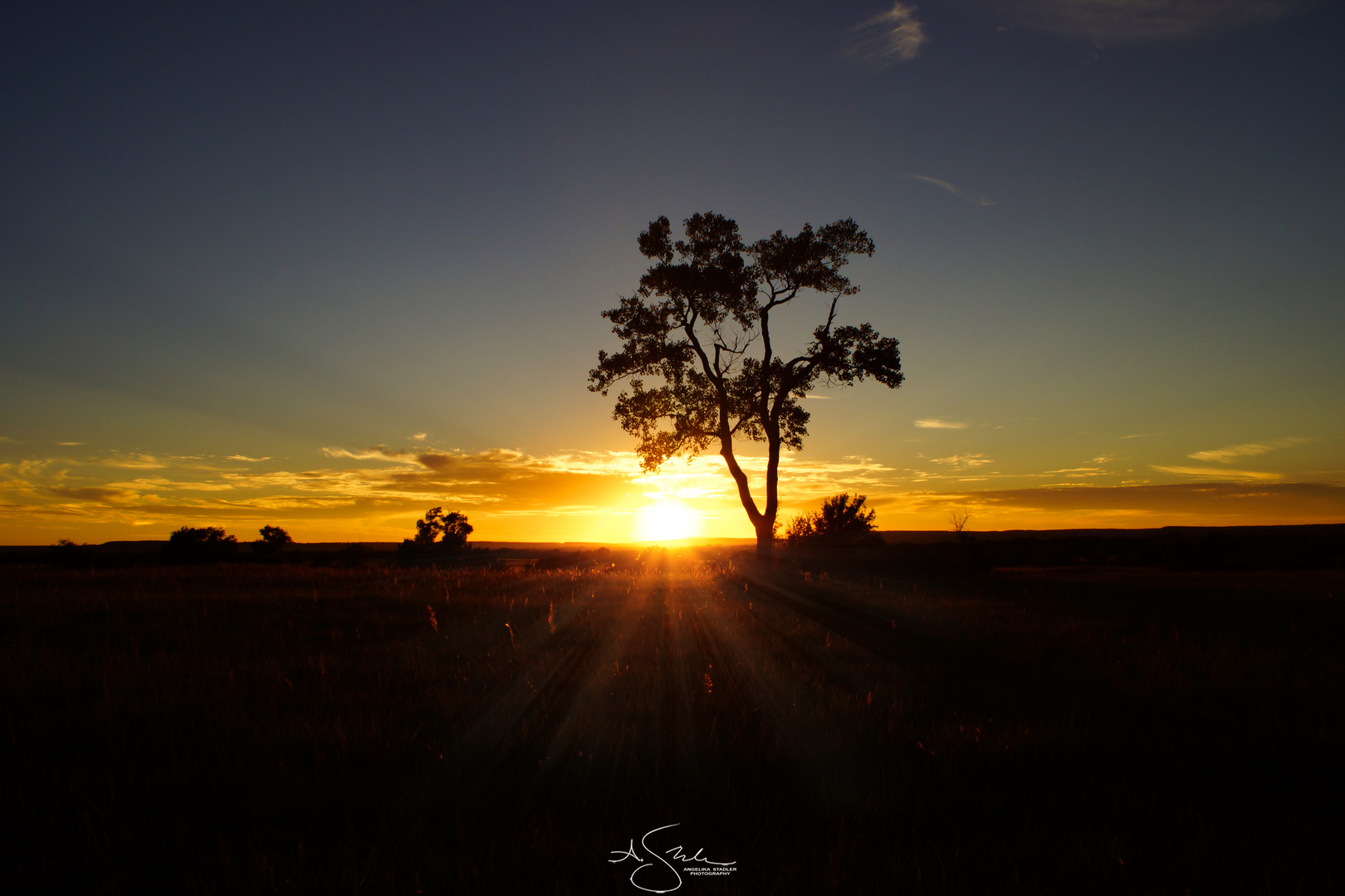 Sonnenuntergang einsamer Baum