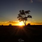 Sonnenuntergang einsamer Baum