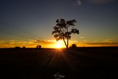 Sonnenuntergang einsamer Baum