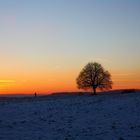 Sonnenuntergang - Einsamer Baum