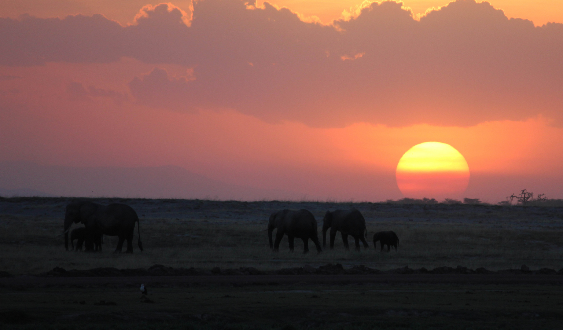 Sonnenuntergang & Elefanten