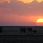 Sonnenuntergang & Elefanten