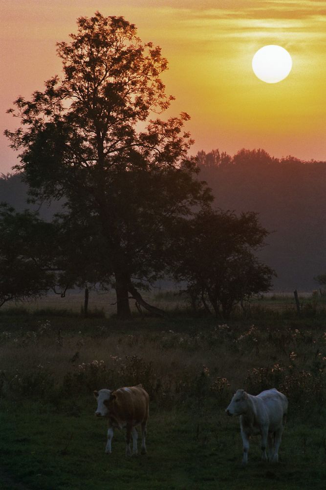 Sonnenuntergang von Andreas Bracke 