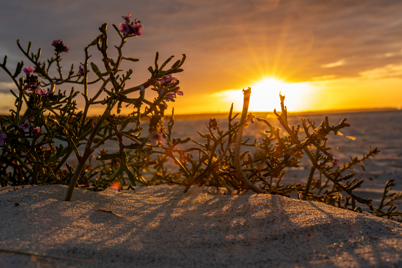 Sonnenuntergang für den Strandflieder