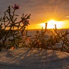 Sonnenuntergang für den Strandflieder