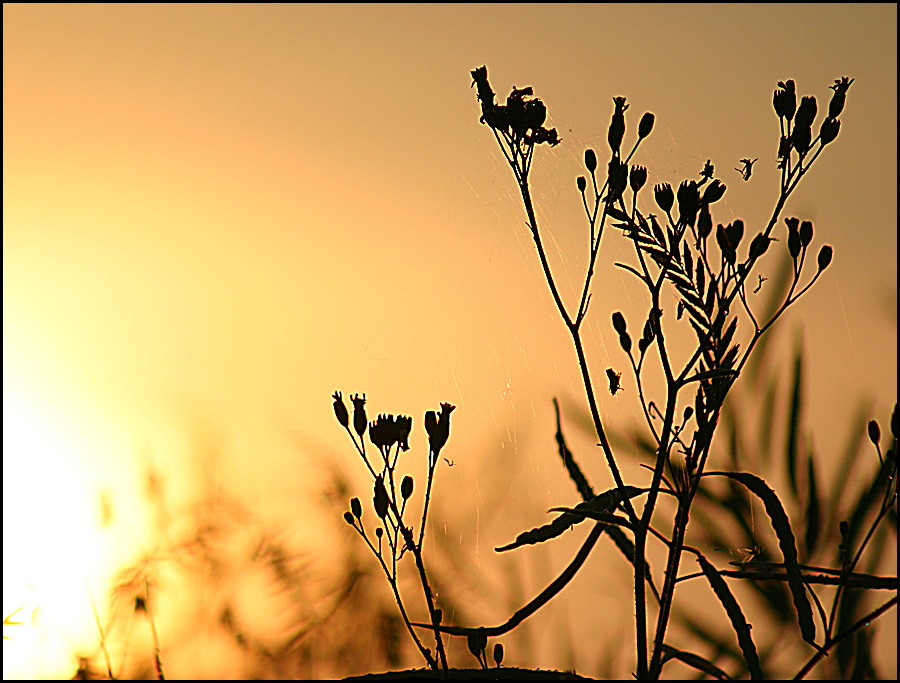 Sonnenuntergang für`s Büro