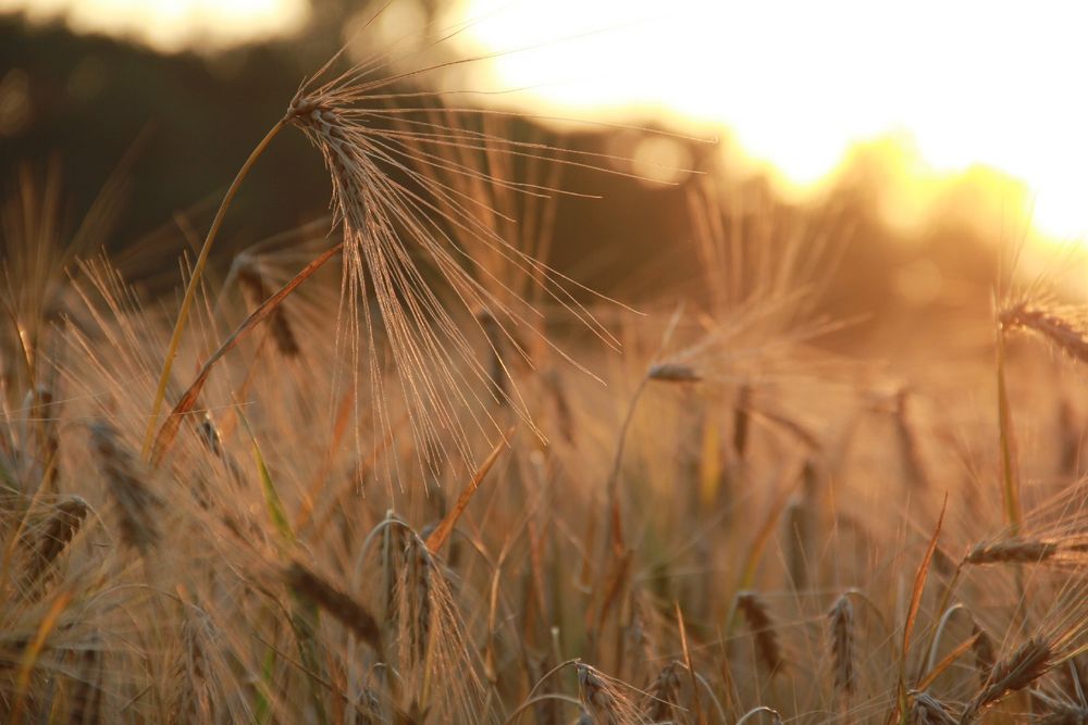 sonnenuntergang gerstenfeld