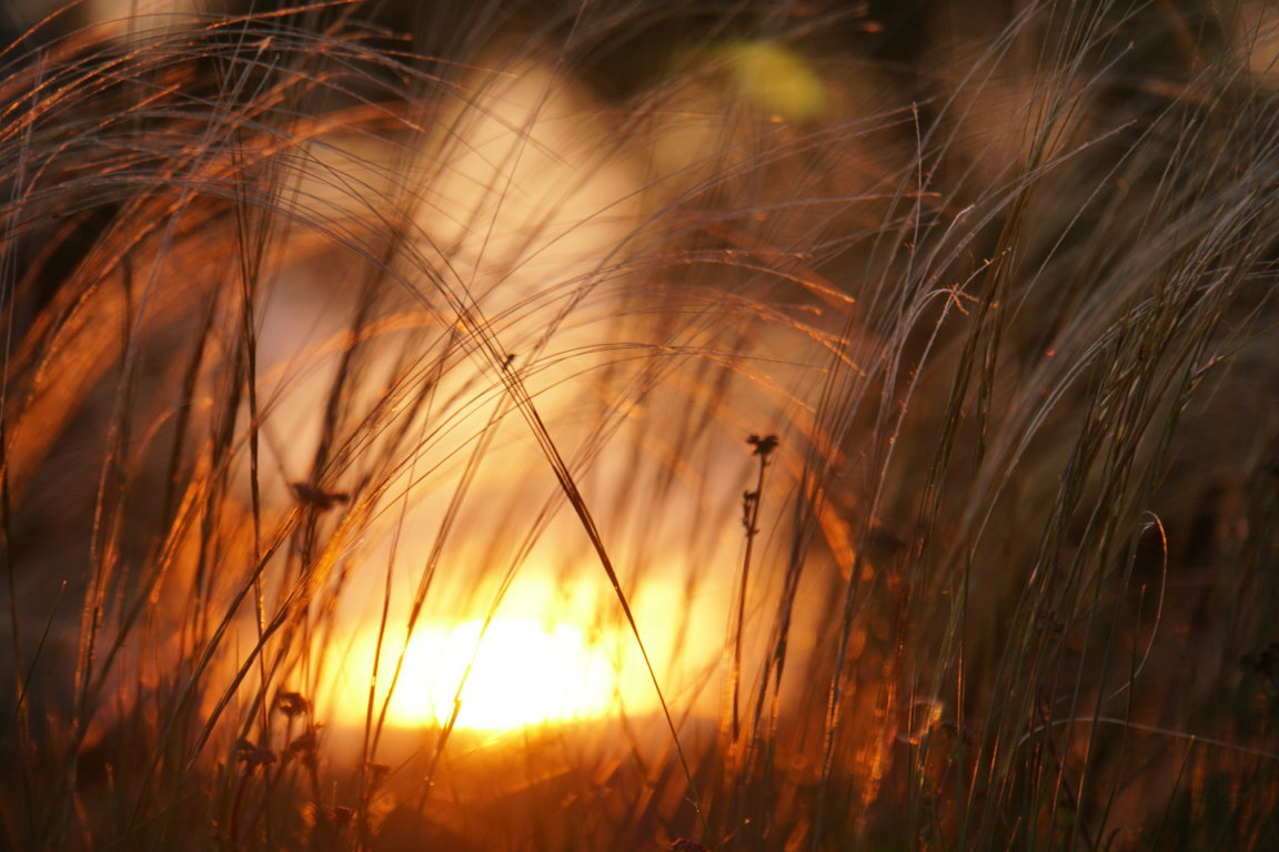 Sonnenuntergang gesehen durch hohes Gras 